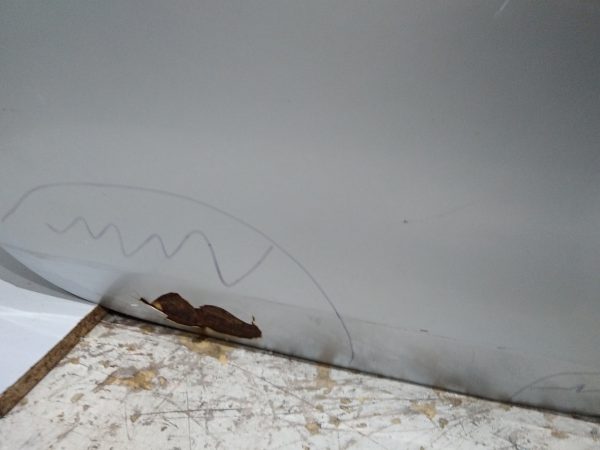 Puerta Trasera Derecha Peugeot 208 (05056958) Lp