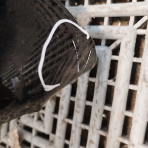 Capot Citroen Nuevo C3 (05402710) Lp
