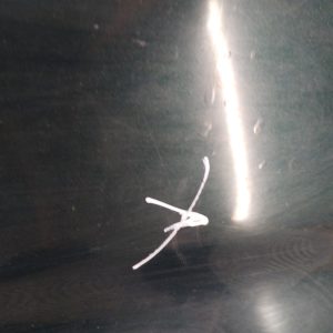 Puerta Delantera Dercha Citroen Berlingo (05143079)