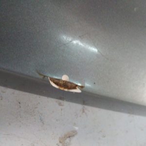 Tapa De Baul Mercedes Benz C250 (03667240)